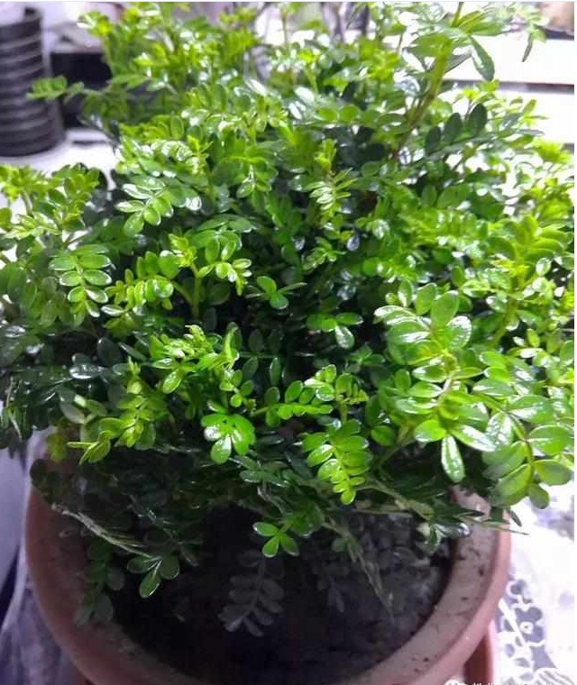 好养又散发氧气的盆栽,室内四季开花好养带香的盆栽