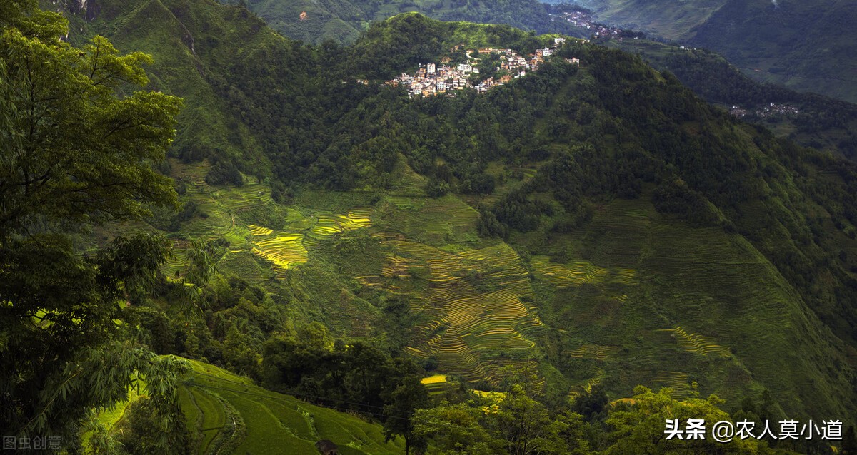 荒山承包合同到期后怎么处理,承包土地栽树到期了树怎么办