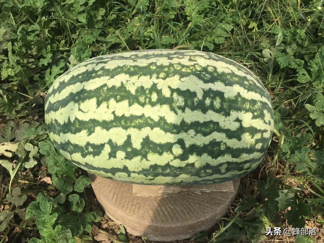 夏天吃黄心西瓜好还是红心西瓜好,吃西瓜的几大注意事项