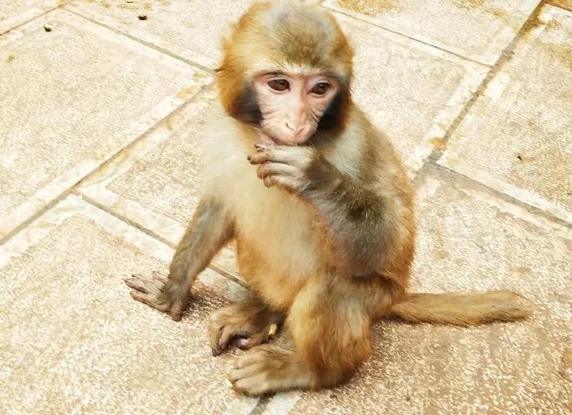 无法离昆,就地过年!昆明亲子游推荐路线重磅来袭!花样过牛年