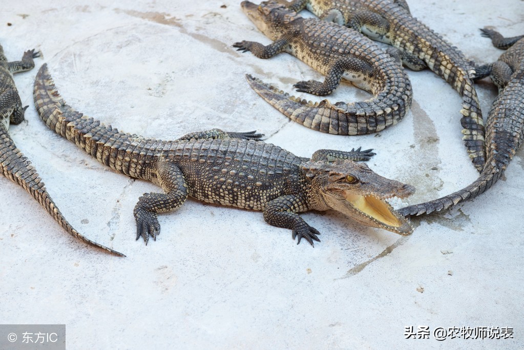 怎么区分真假鳄鱼皮表带,如何鉴别鳄鱼表带