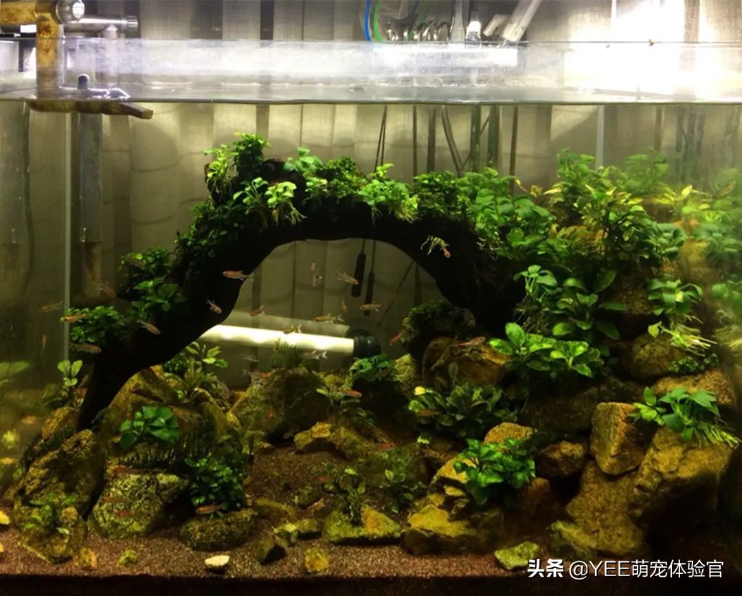 2公分迷你灯鱼,超级红魔鬼灯鱼品相