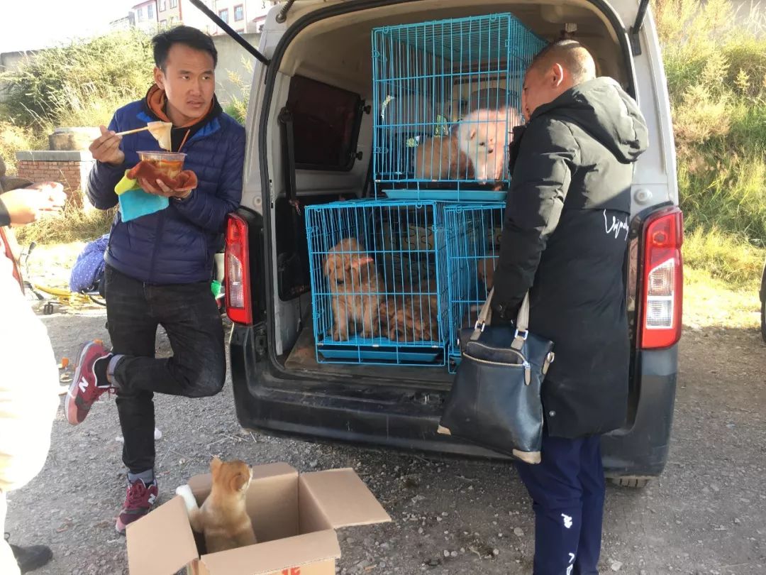 狗市1000块买柴犬,狗市松狮犬出售