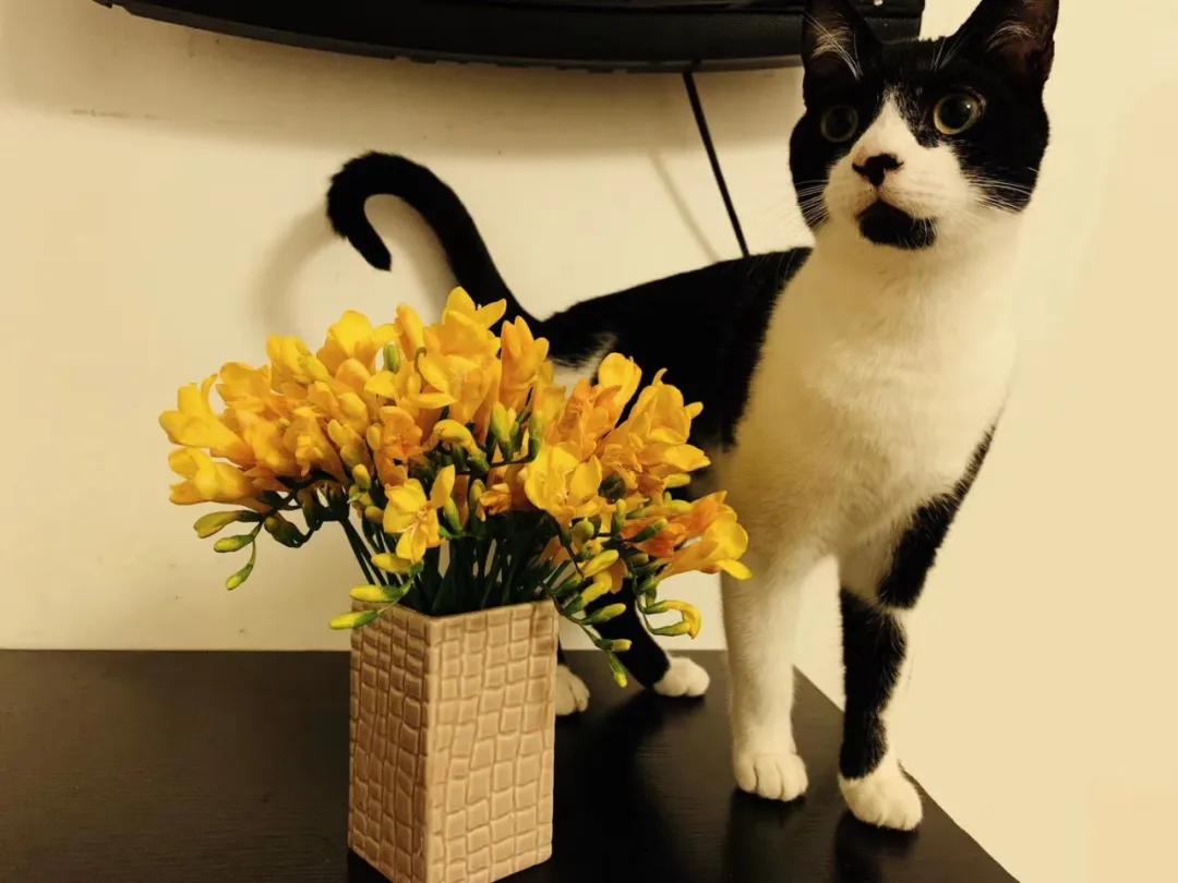 跟着我们猫狗大联盟，你会有喵的！黄阿姨猫咪领养专场