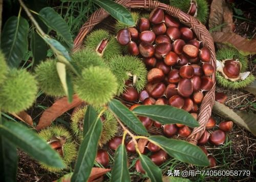 板栗栽培的气候条件是什么,板栗一般是怎么种植的