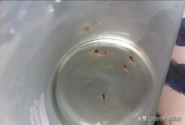 加州鲈鱼苗引食驯化成功案例,加州鲈各种养殖模式的放苗时间