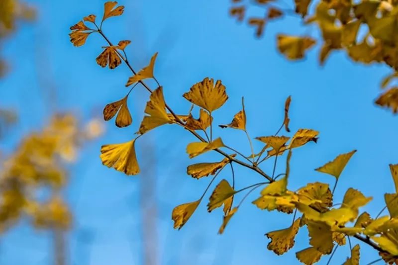 金黄色警报,黄色警报镜头