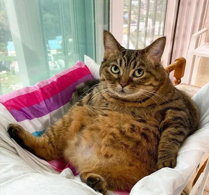 齿痕舌是内湿顽固的标志，教你4个方法，长期坚持消齿印