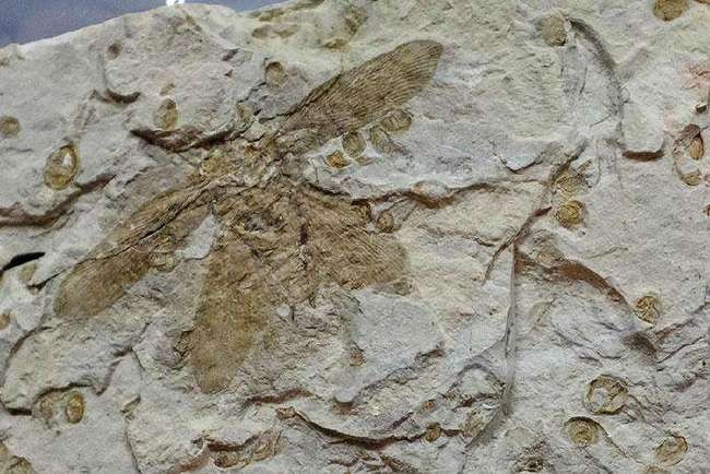 蟑螂为什么会很难被踩死,蟑螂为什么生命力那么顽强