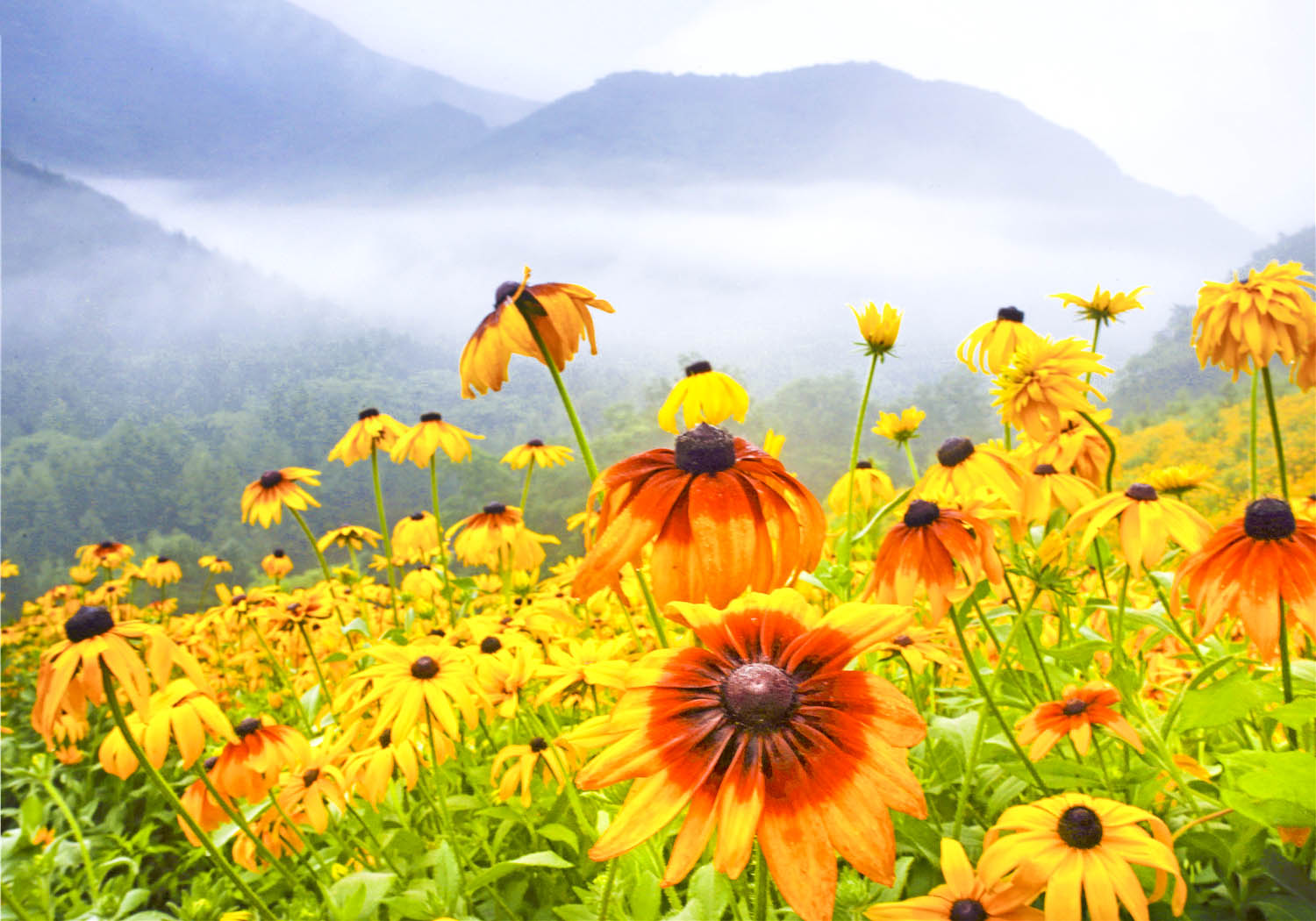 野菊花漫山遍野都是金黄色,黄金菊哪个地方最正宗