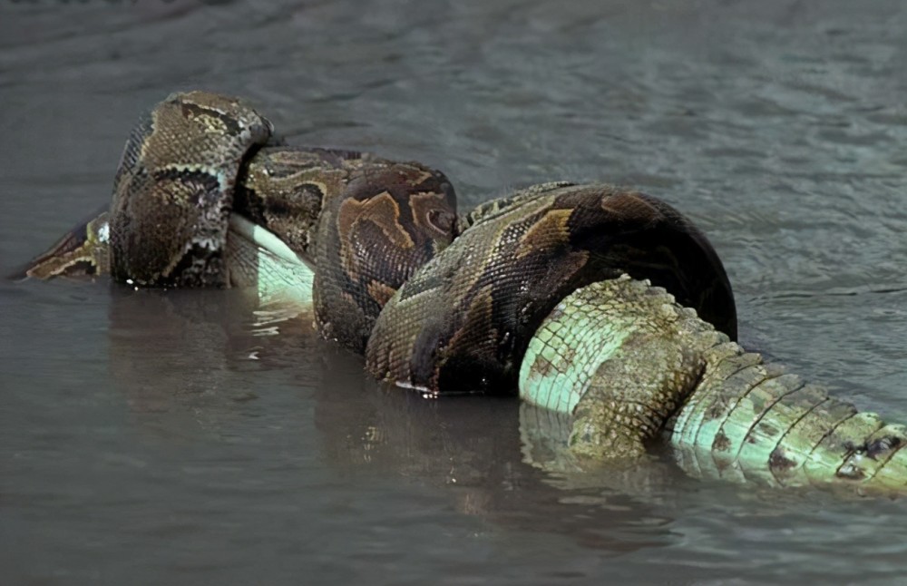 可怕40斤巨蟒藏天花板,吓人巨蟒