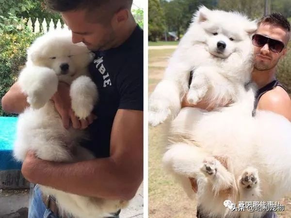 要狗看门？千万别选萨摩耶！这货除了笑不会干别的了