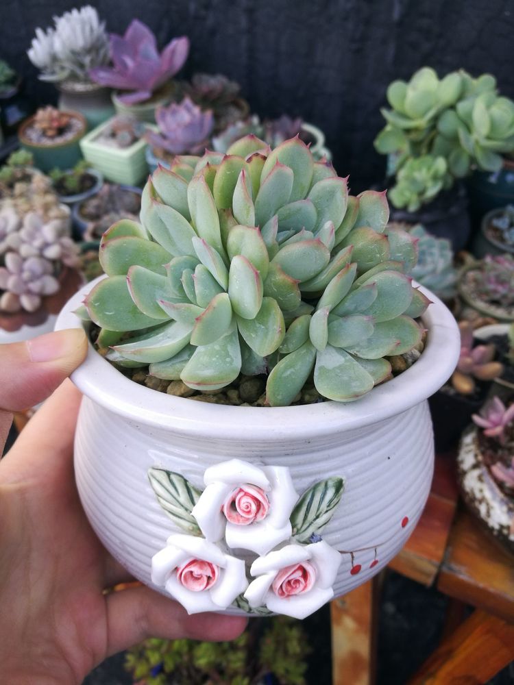 误打误撞的多肉情缘,带我走进多肉小世界!