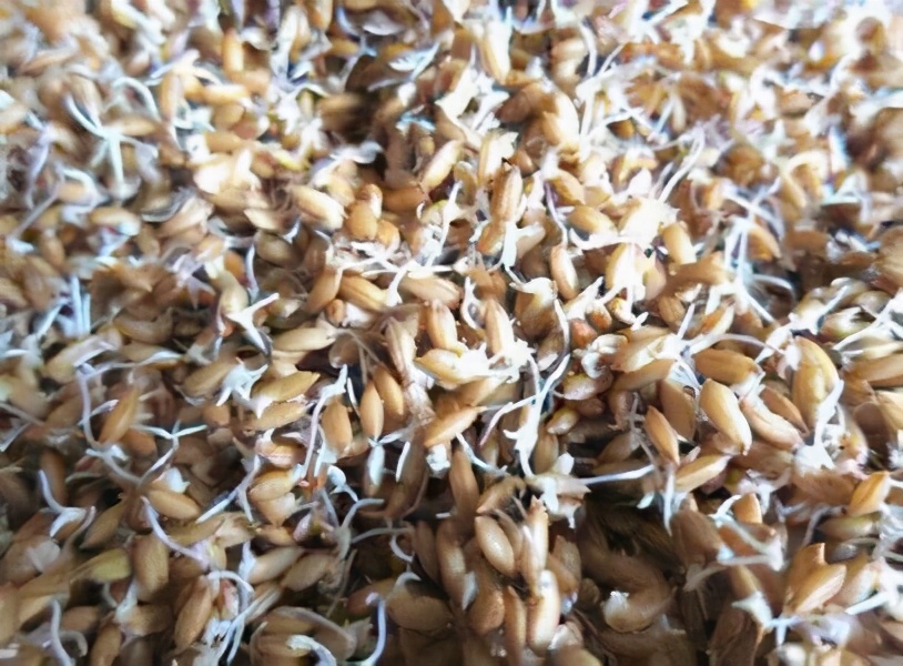 水稻怎样管理才高产,水稻高产栽培管理技术有哪些