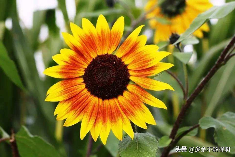 经典微信说说语句心情短语,微信说说句子大全简短唯美