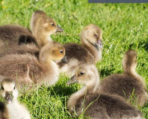 小鹅腿关节肿大变形怎么治,小鹅脚关节肿瘸如何处理