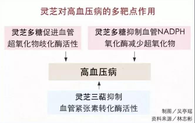灵芝对身体有什么作用,灵芝对人的身体有什么作用呢