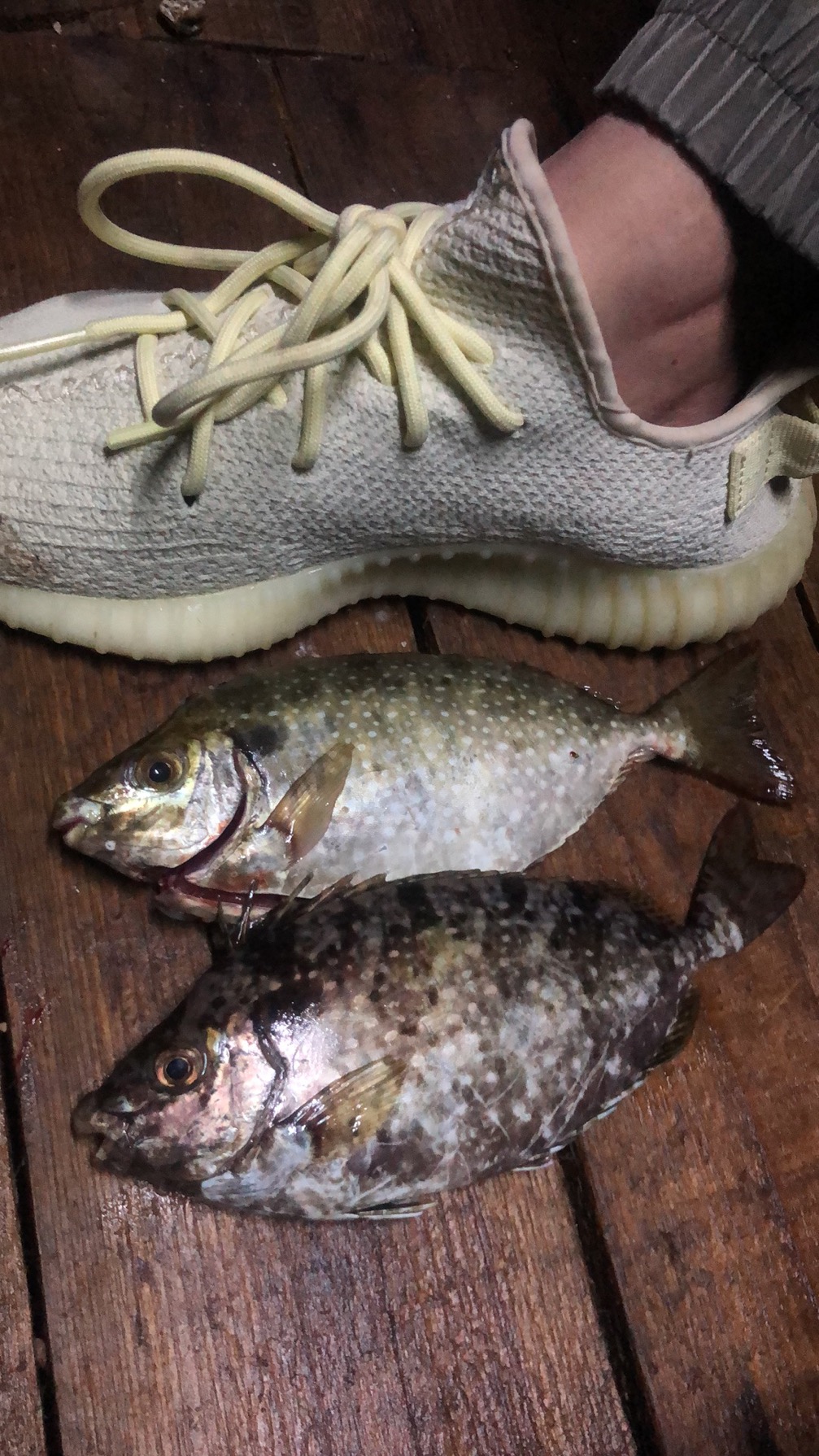 海钓注意有毒鱼种,海钓七种危险鱼类