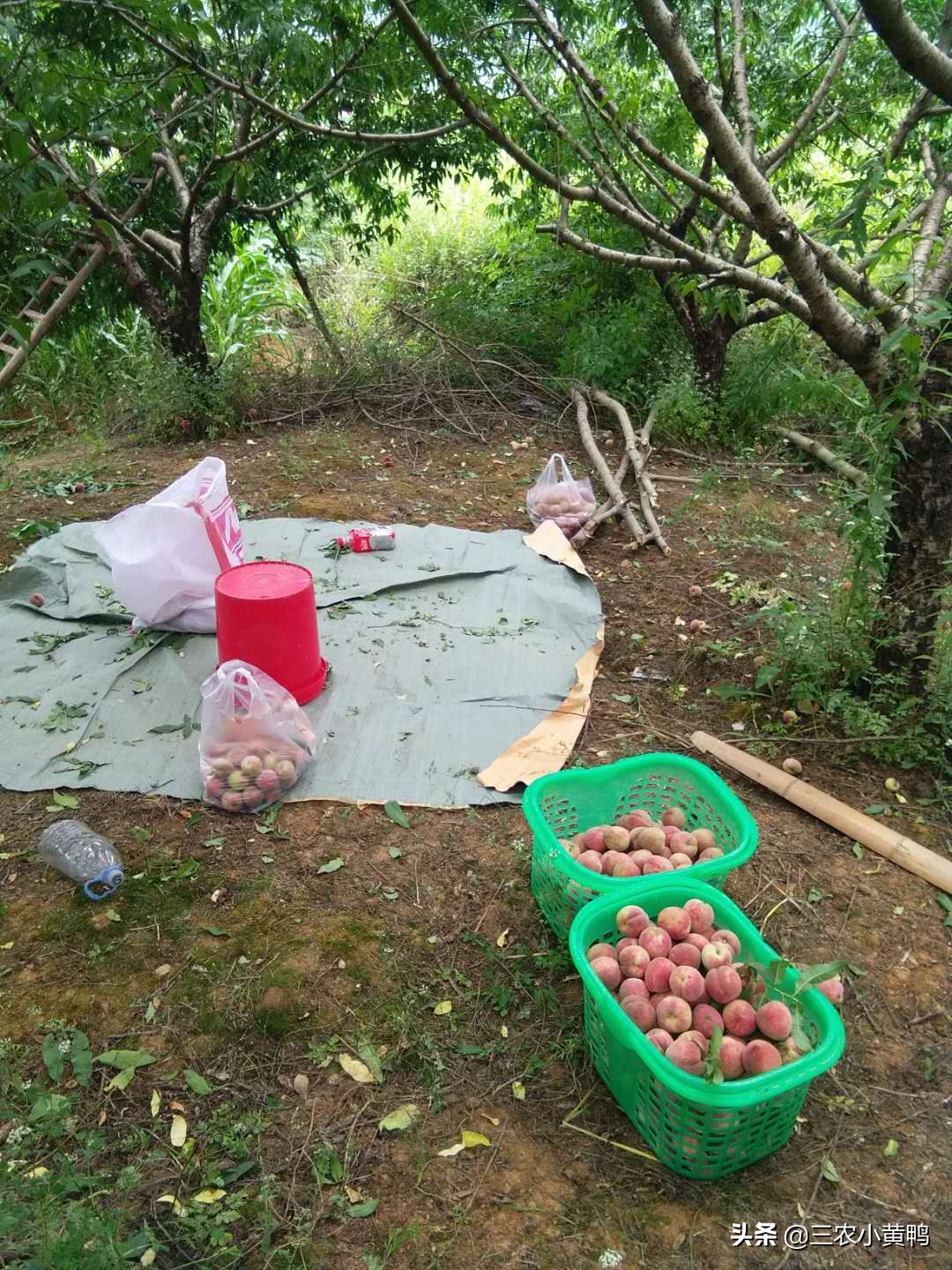 论农民自家桃子摆地摊,农民摆地摊靠谱吗?我是不想摆地摊了,亏