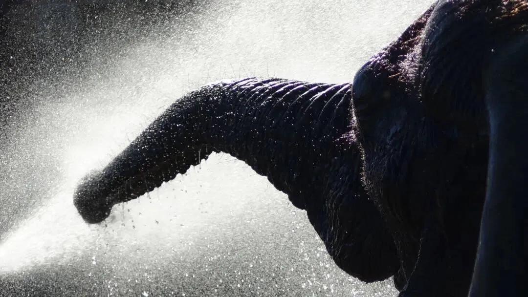 每个人心中都有一个西双版纳,西双版纳最吸引你的是什么