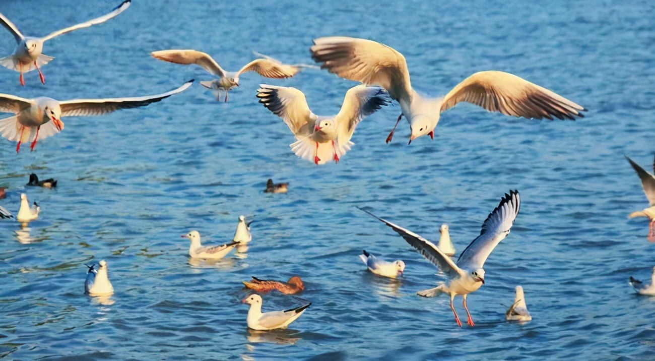 深圳最值得去的五个地方旅游攻略,去深圳旅游必去的几个地方有哪些