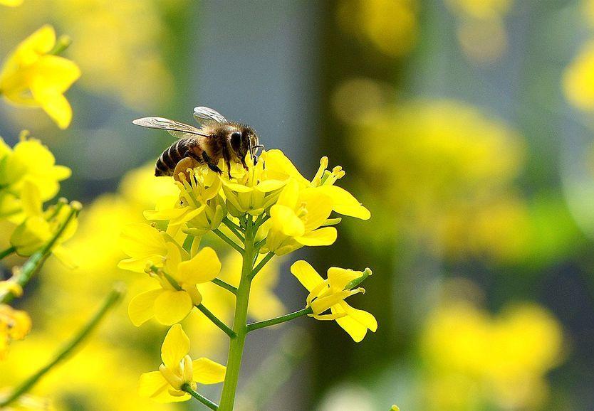 最土的是它，最甜的也是它｜董峰蜂蜜
