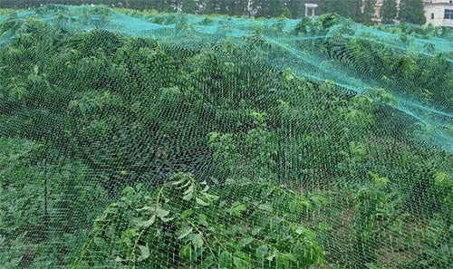 怎么保护樱桃不让鸟吃,鸟吃樱桃有什么好办法