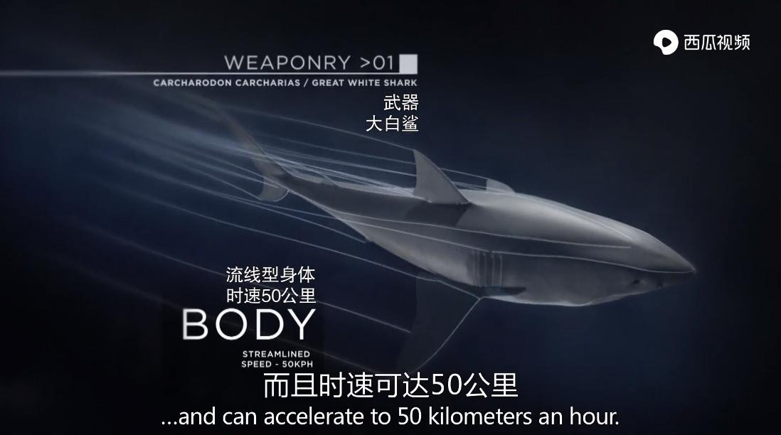 大白鲨是真正的海洋霸主吗,大白鲨演化史