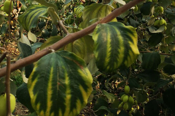 青枣缺素症状图谱,青枣叶子发黄是怎么回事