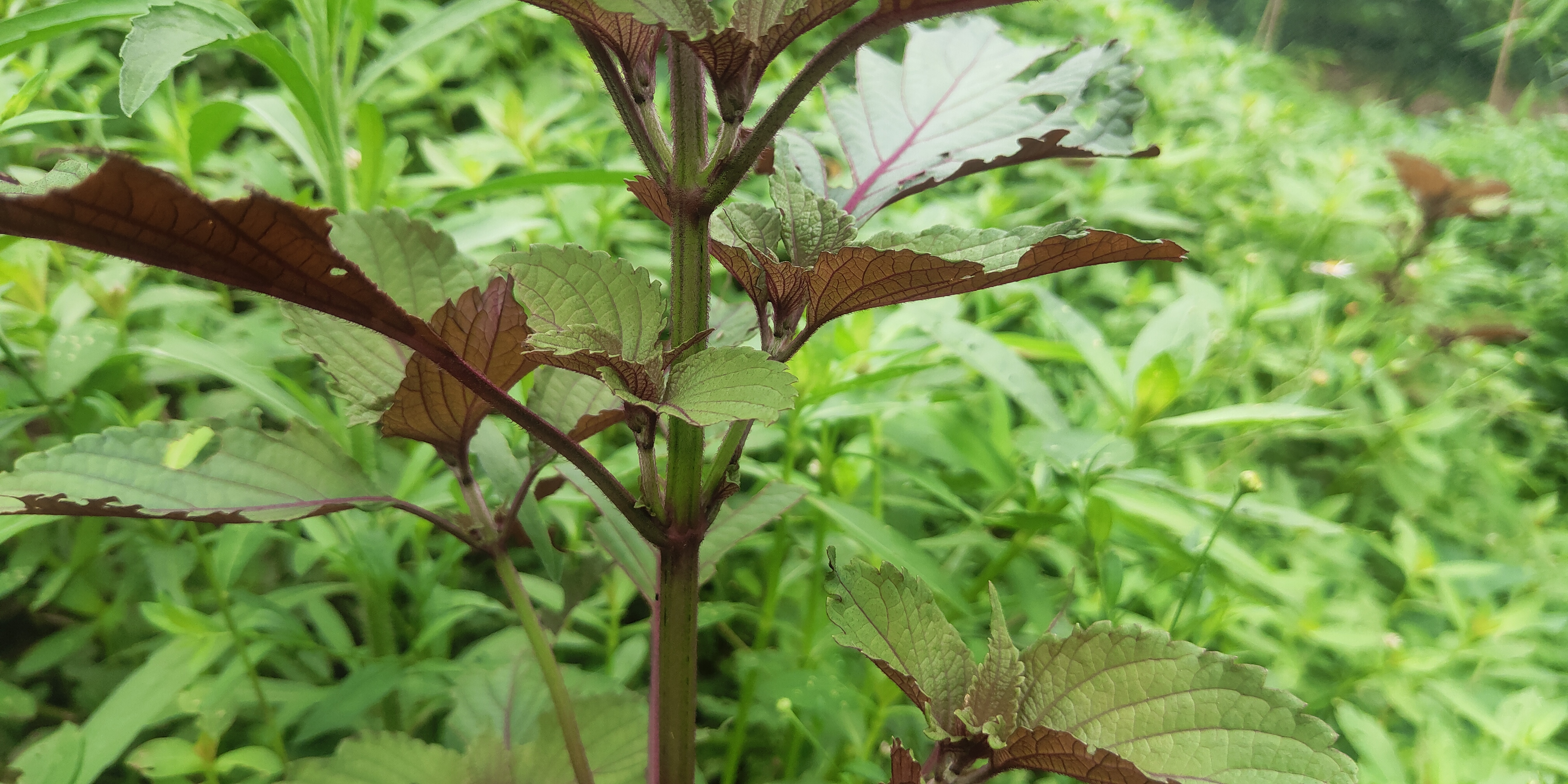 可以作为香料的植物和功效,可以食用的香料植物