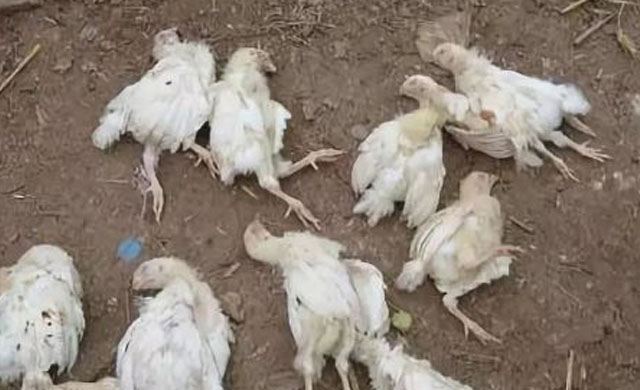 鸡大肠杆菌用什么药治,鸡大肠杆菌用什么药治好