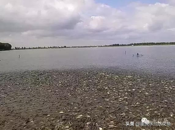 喂鱼如何正确投食,鱼每天投喂饲料量