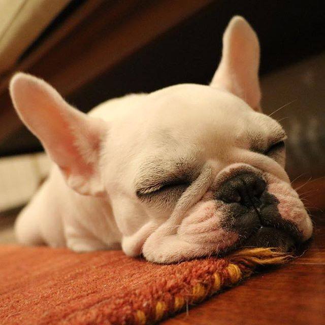 养一只法国斗牛犬一个月要多少钱,法国斗牛犬优缺点