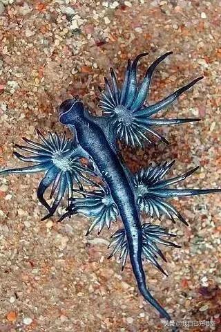 罕见的海底世界照,罕见海底图片