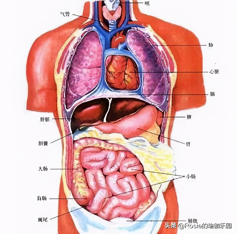 眼馋陈卓璇巴掌腰，竟靠束腰勒小腰？做对一个动作一周瘦出小蛮腰