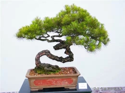 中华蚊母制作方法,中华蚊母的造型技巧