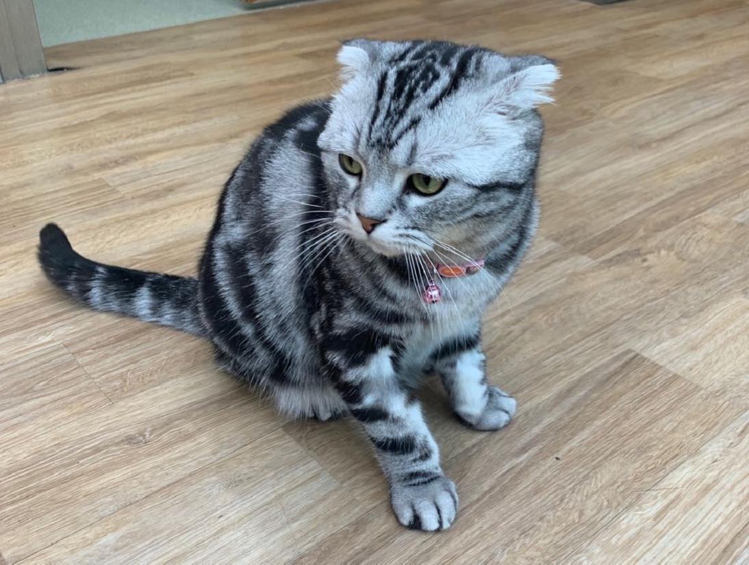 英短蓝白母猫最佳绝育年龄,英短蓝猫小奶猫的成长历程