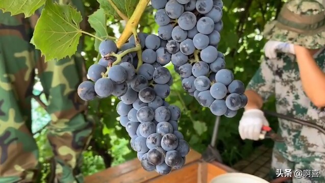 沈阳北陵公园的树,沈阳市北陵农场红枫林