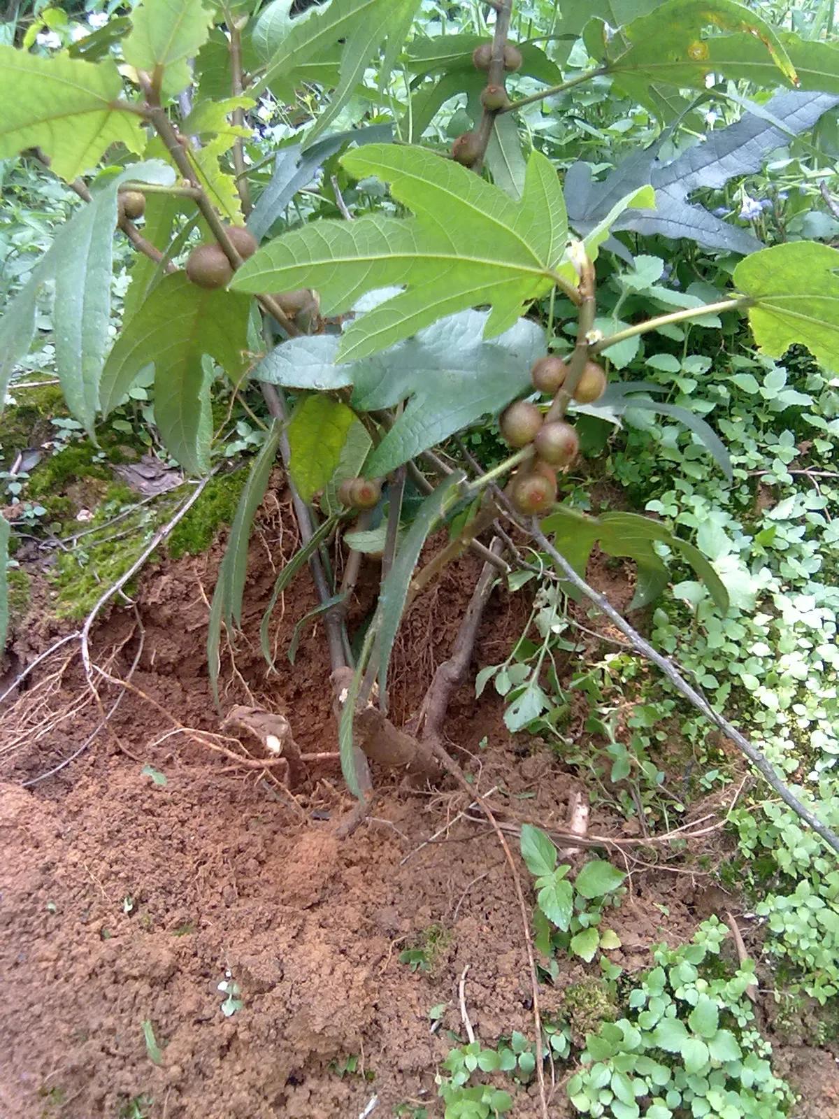 做营养汤都放什么药材,各种营养汤的做法及功效大全