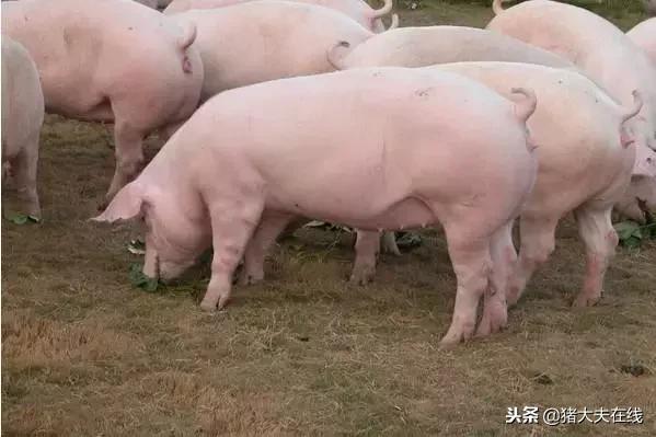 母猪易发病怎么办,猪场常见的疾病有哪些