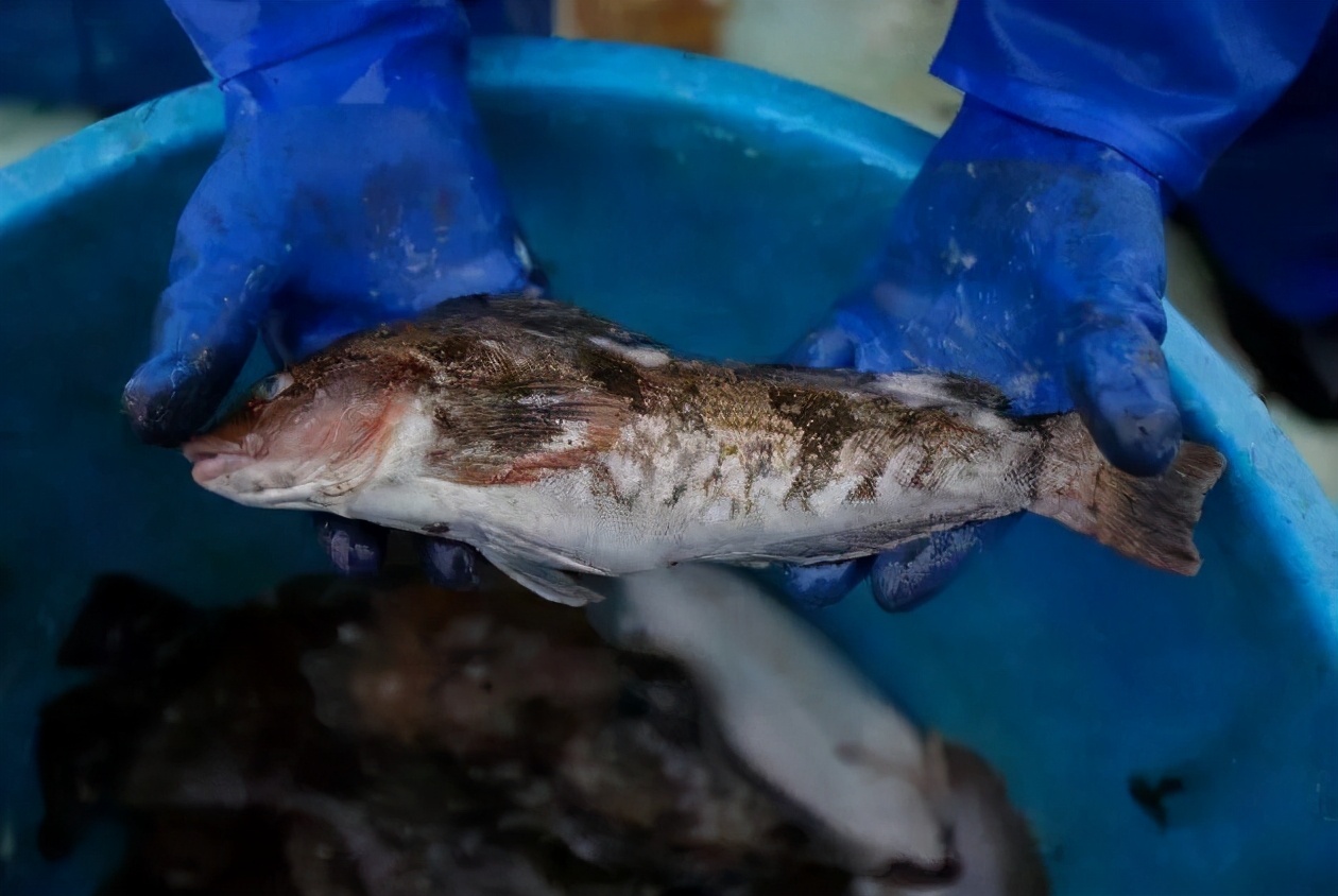 日本福岛核反应堆要冷却多少年,日本核反应堆还需冷却多久