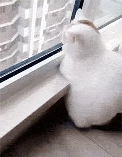 你可能不知道自己有多幸福,有猫陪伴的日子可真幸福