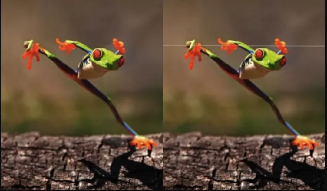 每个生命都值得被虐待,任何生命都不该被虐待