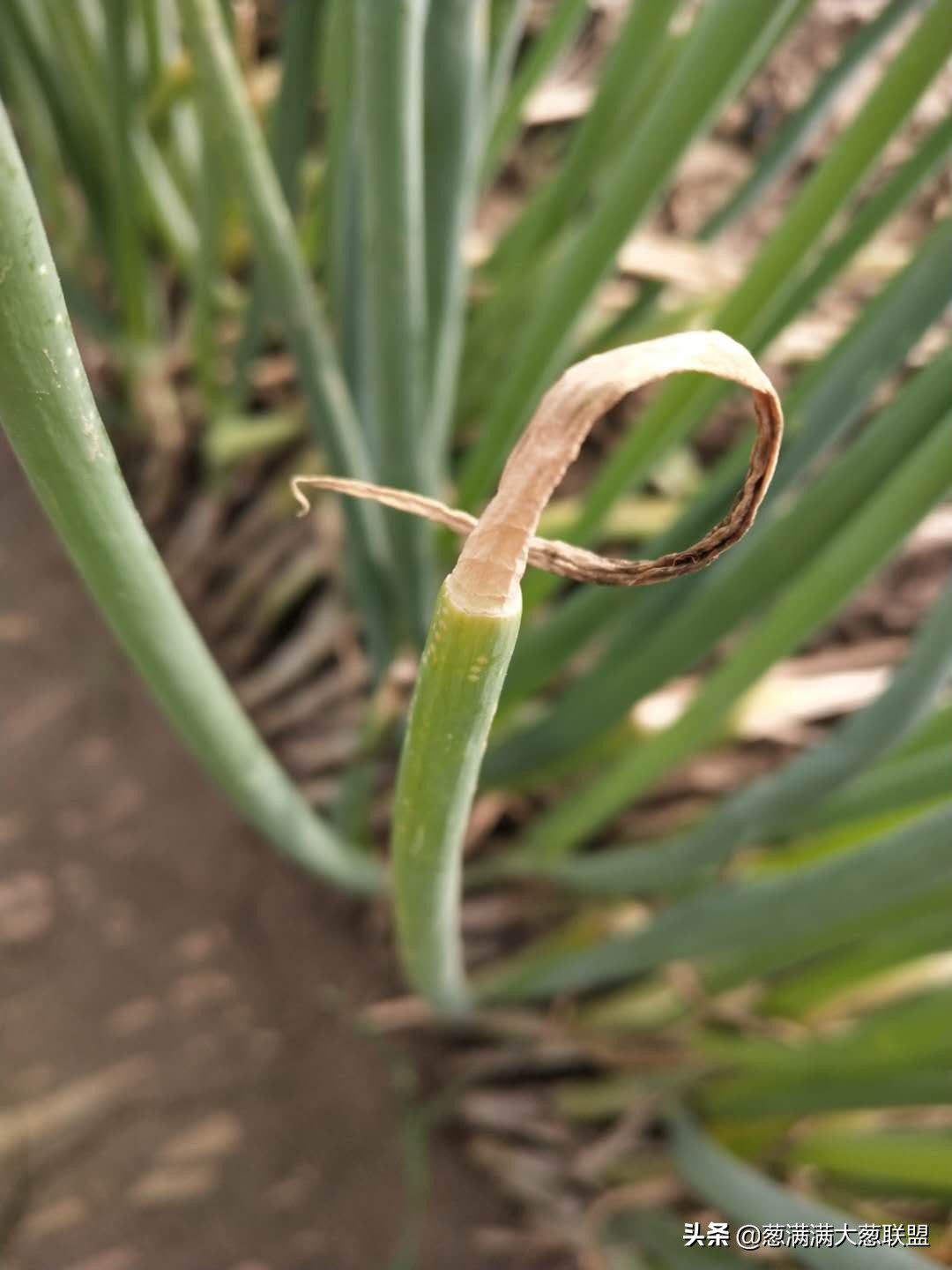 嘧霉胺能防治葱疫病吗,葱疫病怎么防治