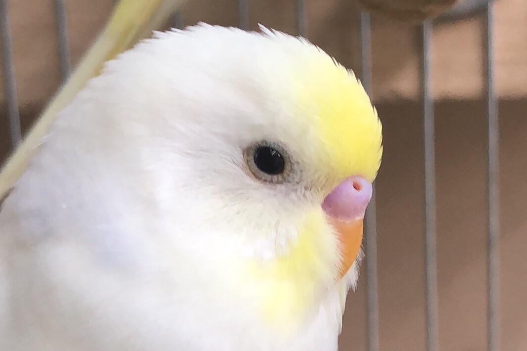 虎皮鹦鹉一共几种颜色,虎皮鹦鹉哪个品种最聪明