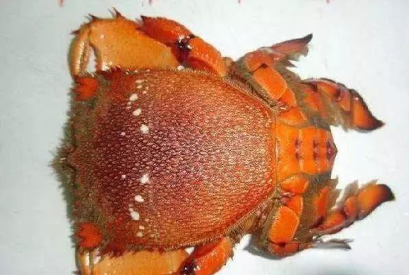 哪种海鲜的味道最鲜美,世界上最鲜美的海鲜