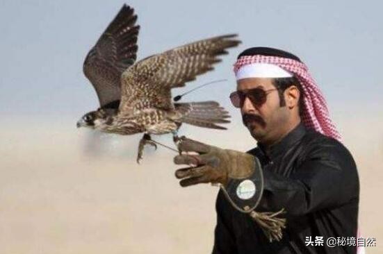 熬鹰是什么意思，最残忍的驯化方式，人与猎鹰都不睡觉意志对抗
