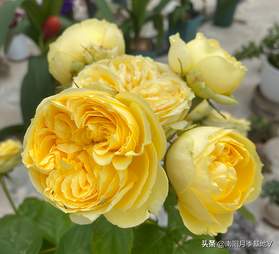 16种双色条纹月季,耀眼的明星月季