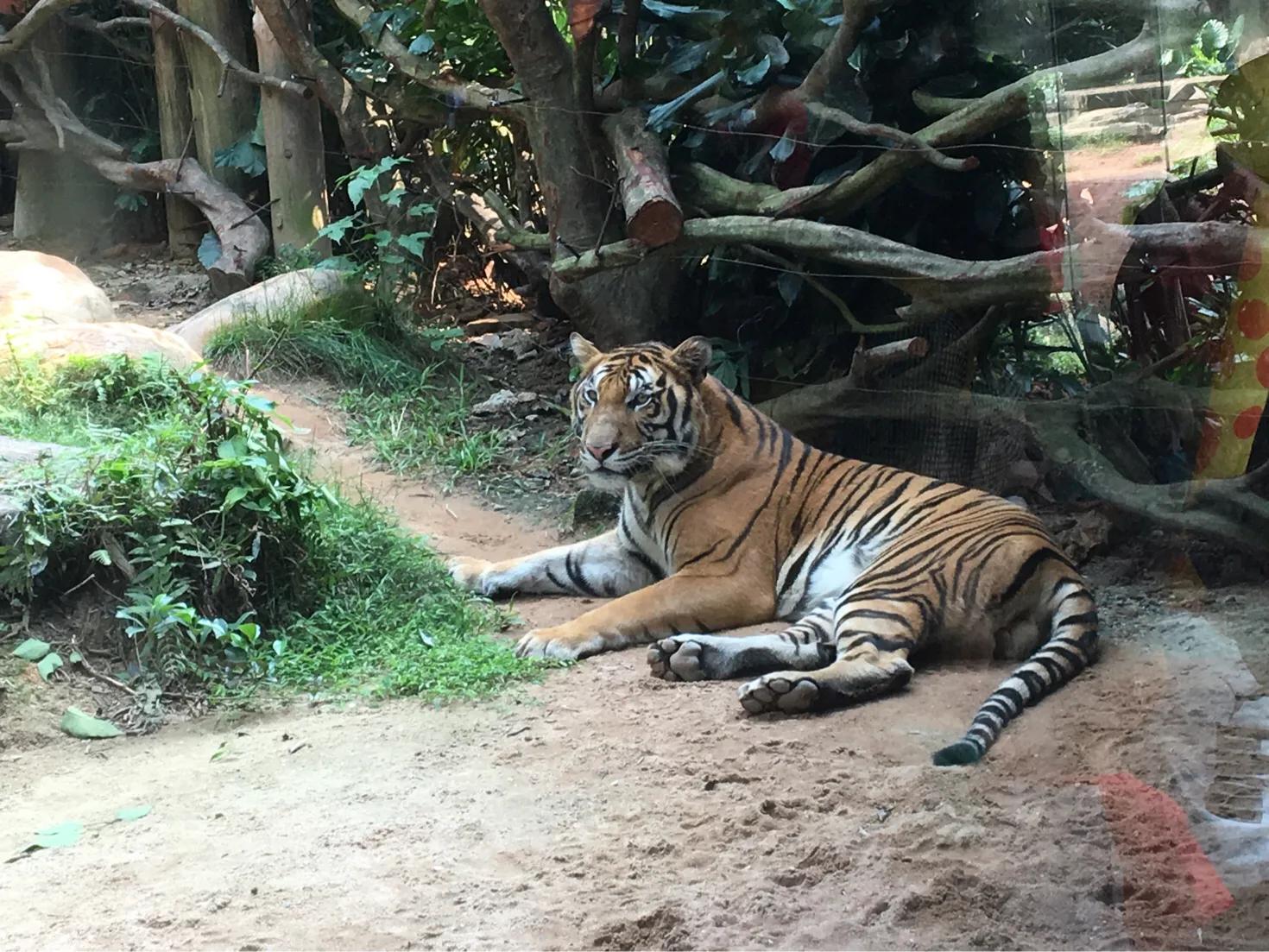 广州长隆最全游玩攻略亲子,长隆旅游攻略亲子