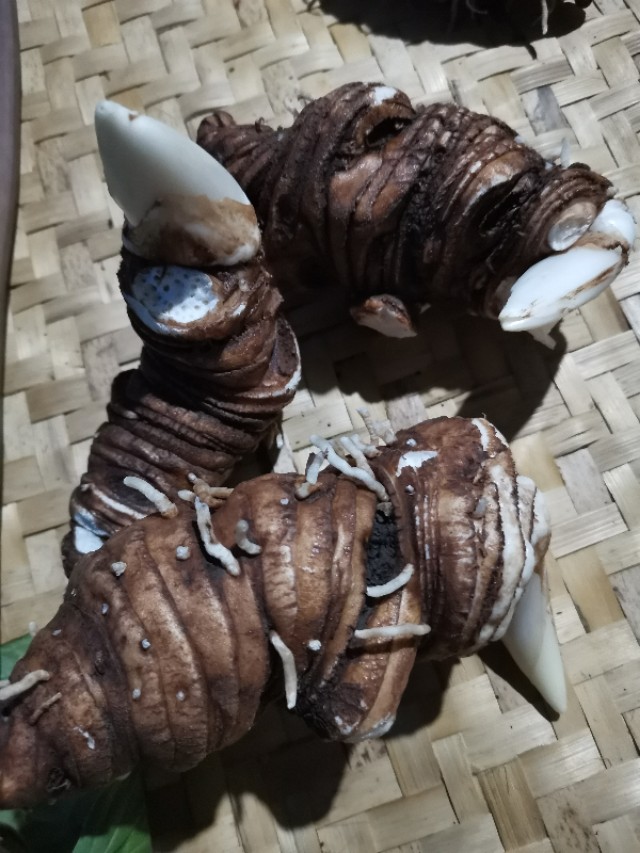 云南香格里拉的优质松茸,云南香格里拉德钦松茸